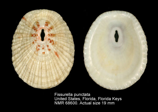 Fissurella punctata.jpg - Fissurella punctataPérez Farfante,1943
